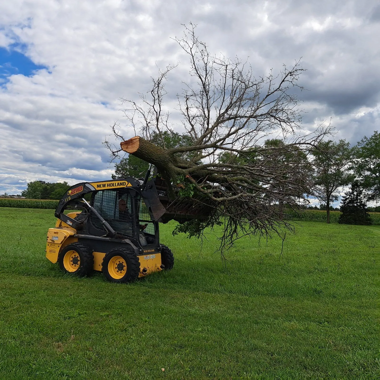 A yellow New Holland skid steer carrying a cut tree in its grapple across a grass field