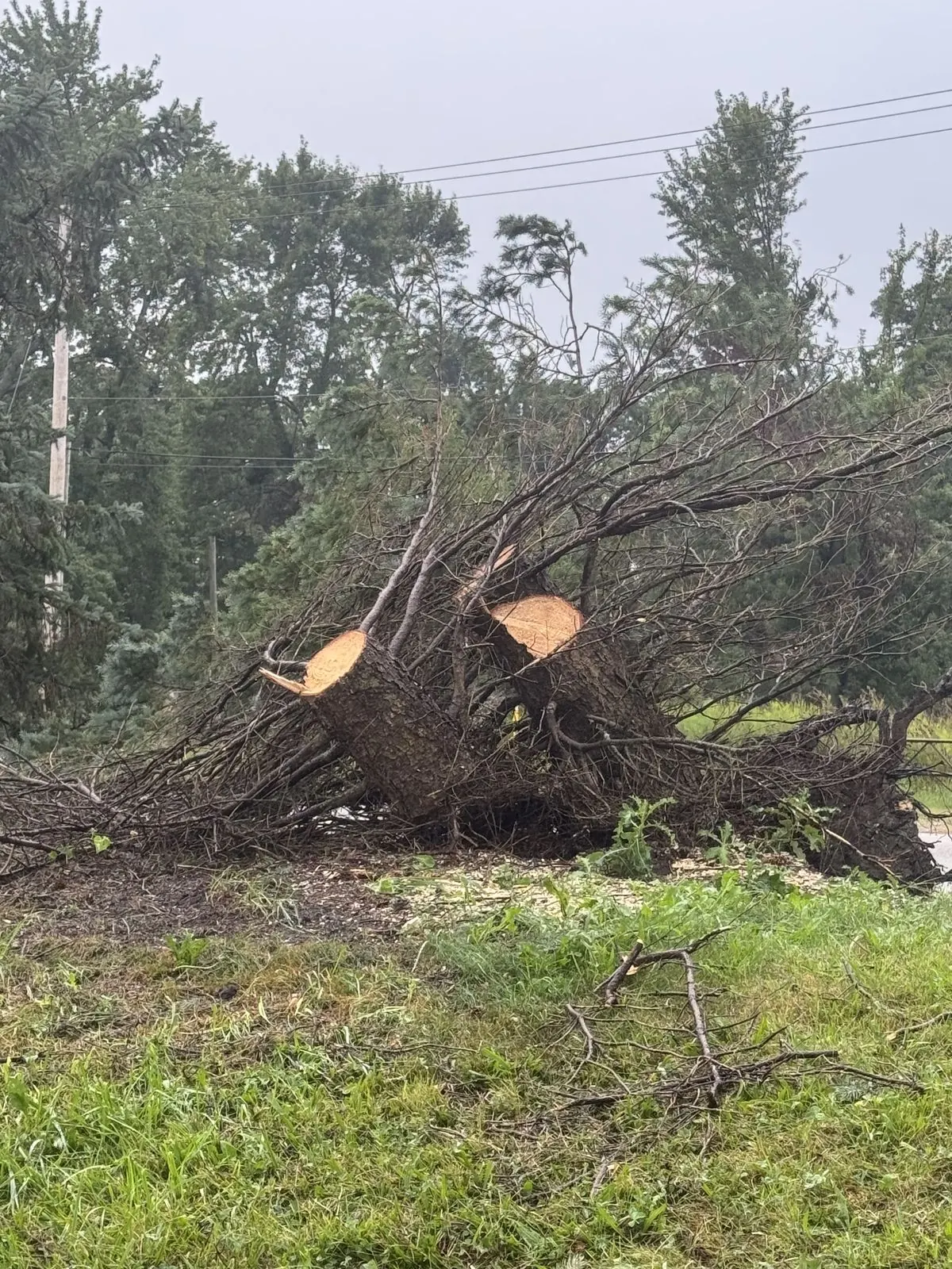 Small evergreen trees cut down and pushed over with their roots, in a pile beside a country road