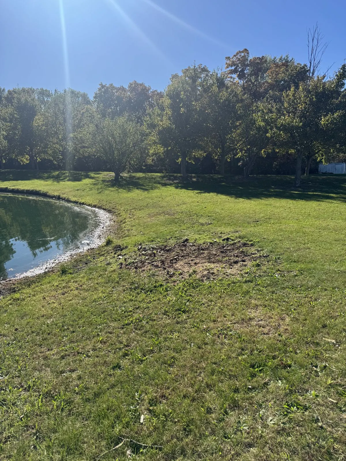 The same spot beside the pond after the job, the stump gone and the ground filled in with grass coming back