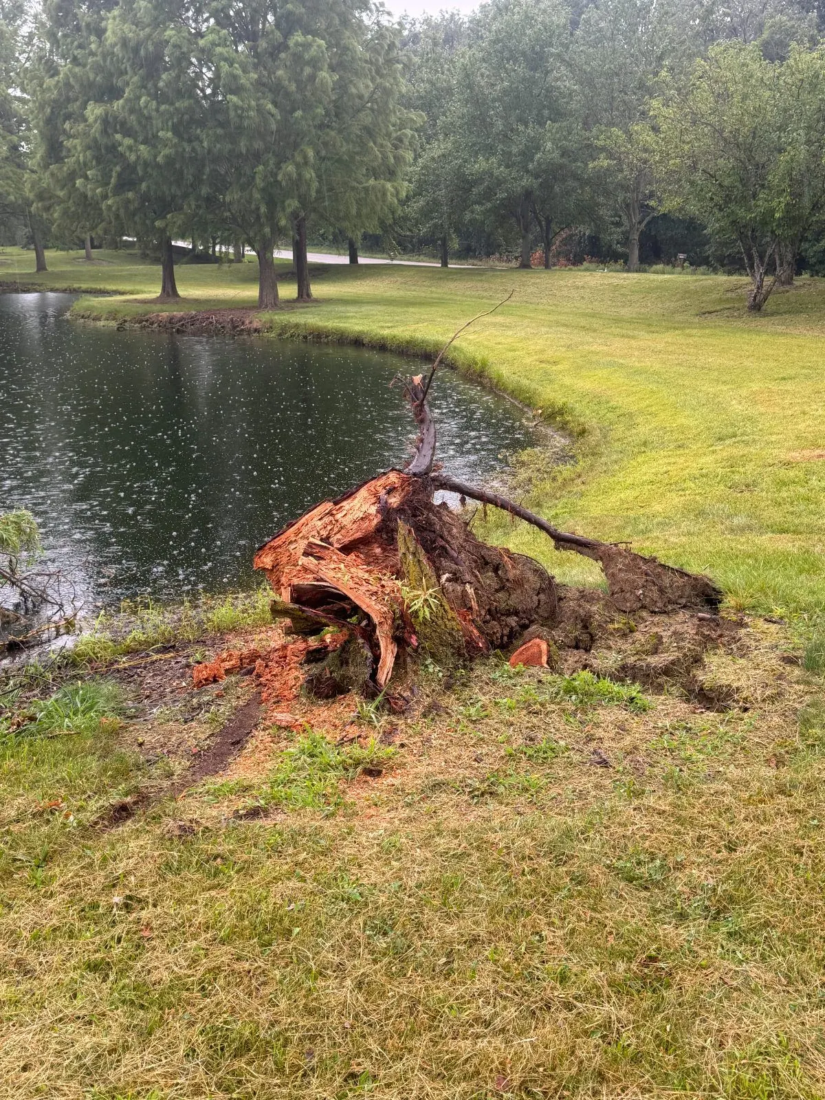 A tree stump ripped out of the ground with its roots, beside a pond on a mowed lawn